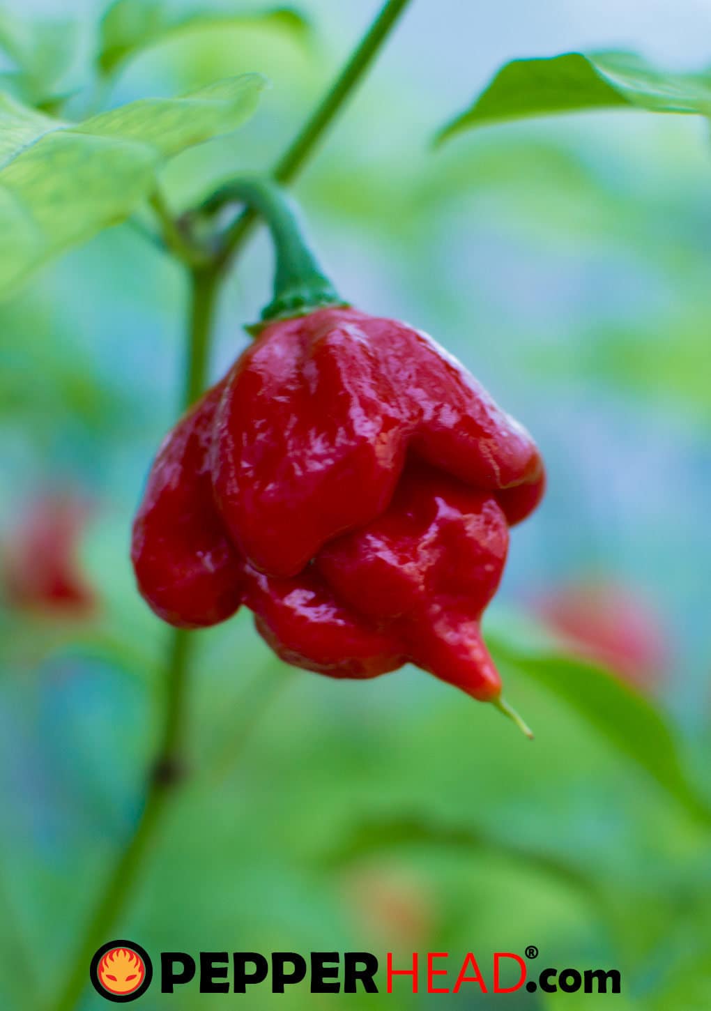 Trinidad Scorpion Butch T - Image 3