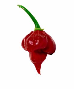 Trinidad Scorpion Butch T