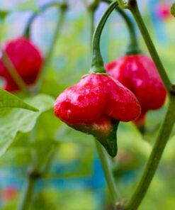 Alternative view of Trinidad Scorpion Butch T