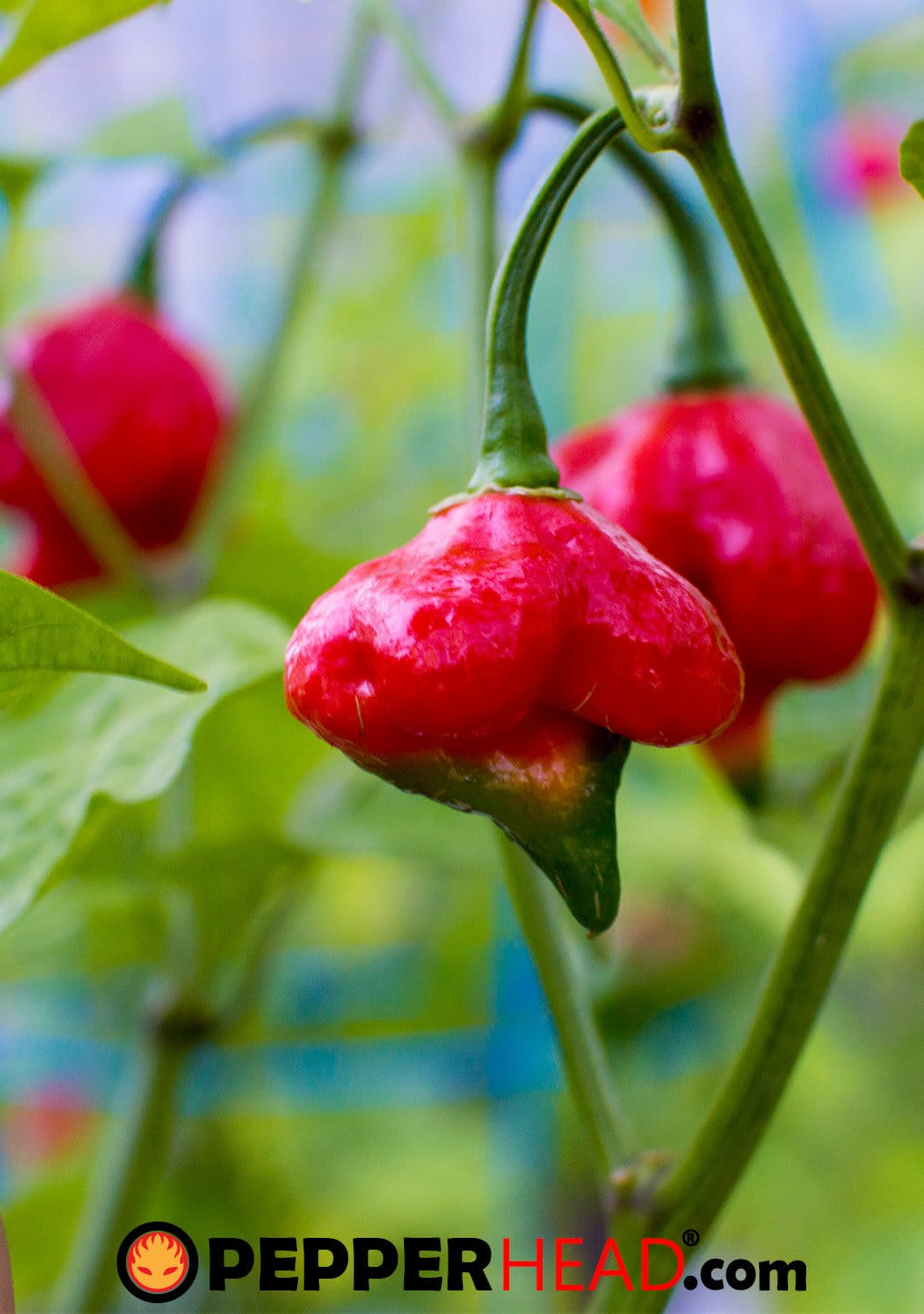 Trinidad Scorpion Butch T - Image 2