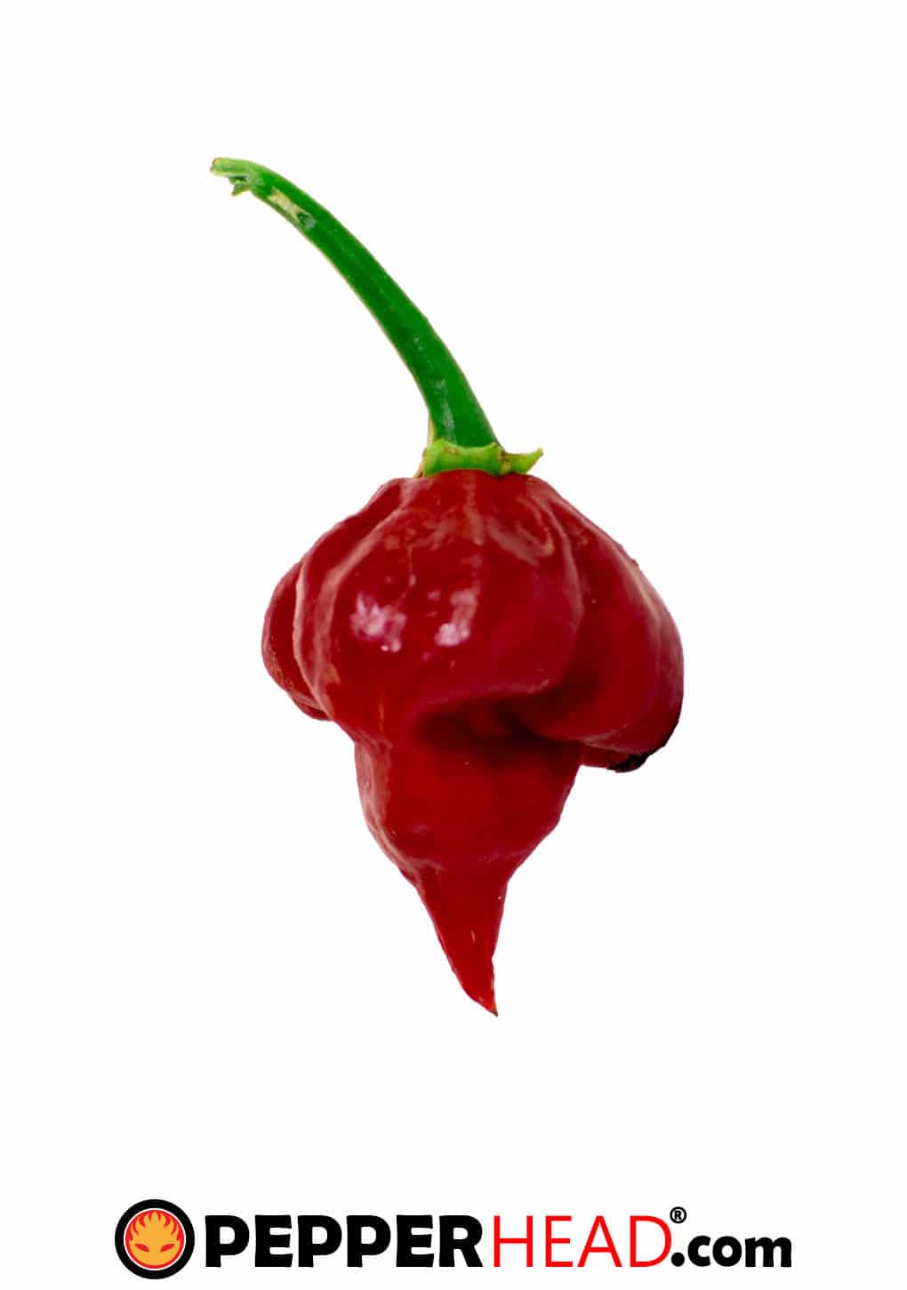 Trinidad Scorpion Butch T