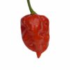 Dorset Naga