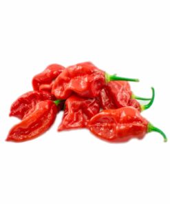 Alternative view of Dorset Naga