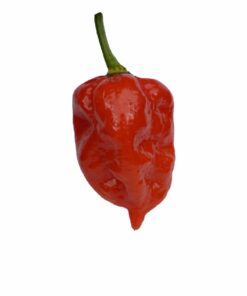 Dorset Naga