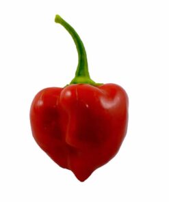 Red Savina Habanero