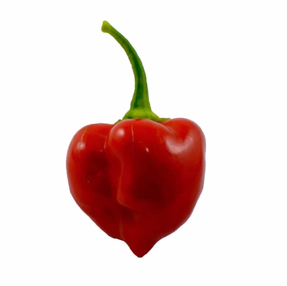 Red Savina Habanero