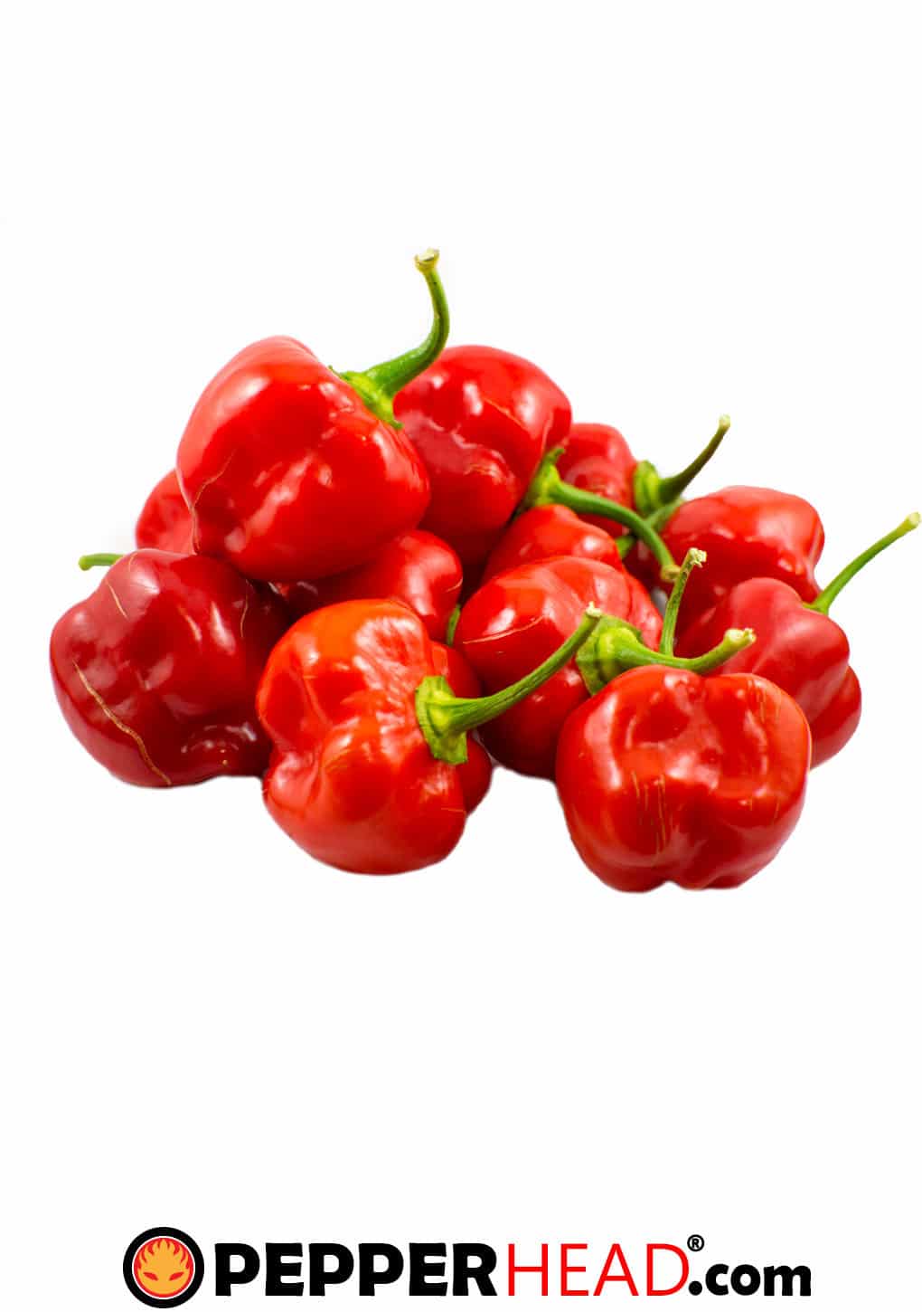 Red Savina Habanero - Image 2