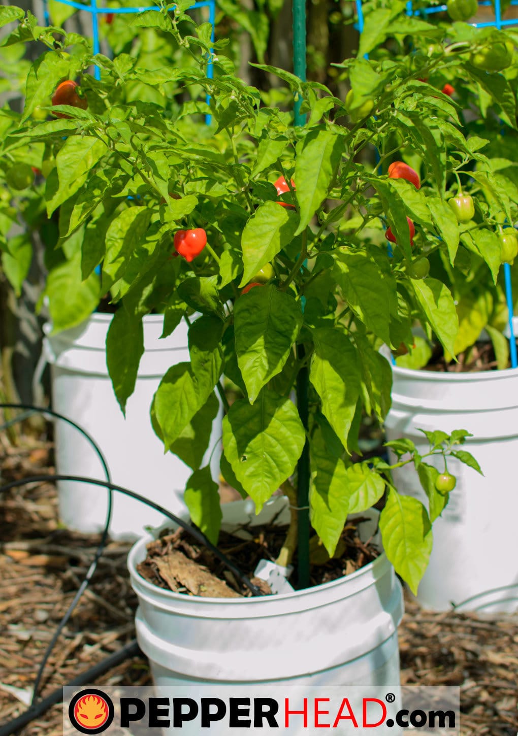 Red Savina Habanero - Image 3