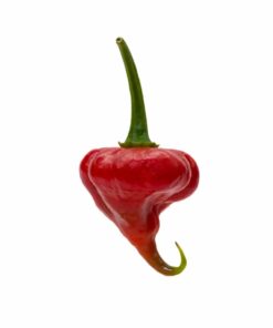 Trinidad Scorpion