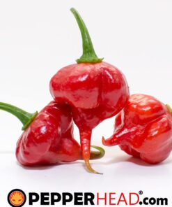 Alternative view of Trinidad Scorpion