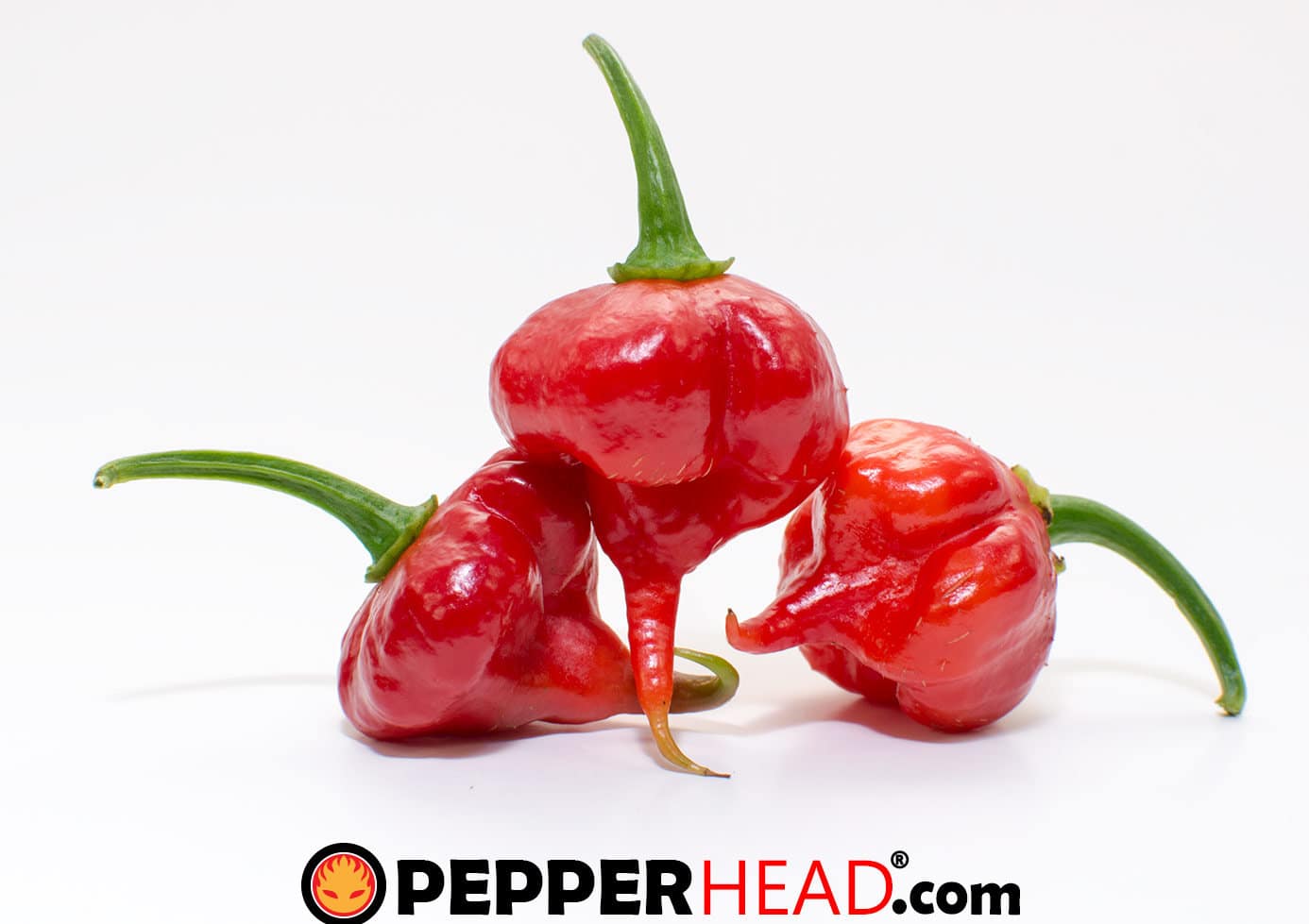 Trinidad Scorpion - Image 2
