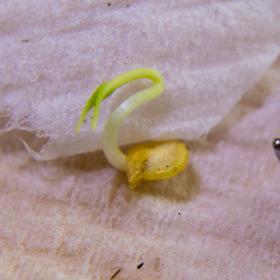 Carolina Reaper Seed