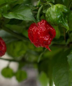 Alternative view of Carolina Reaper