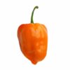 Orange Habanero