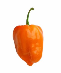 Orange Habanero