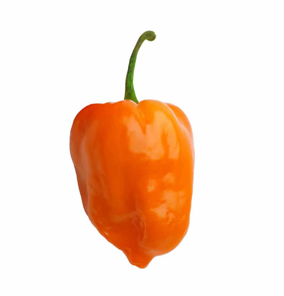 Orange Habanero