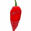 Ghost Pepper (Bhut Jolokia)