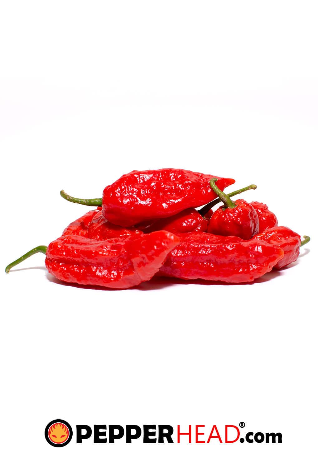 Ghost Pepper (Bhut Jolokia) - Image 3