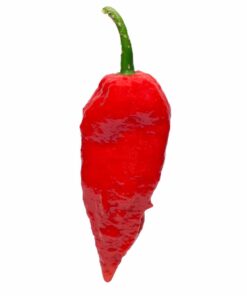 Ghost Pepper (Bhut Jolokia)