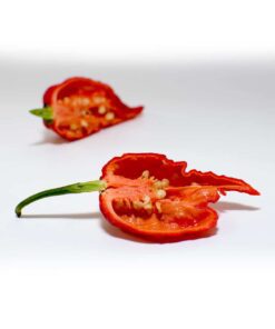 Alternative view of Ghost Pepper (Bhut Jolokia)