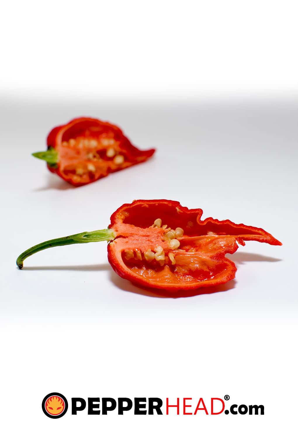 Ghost Pepper (Bhut Jolokia) - Image 2