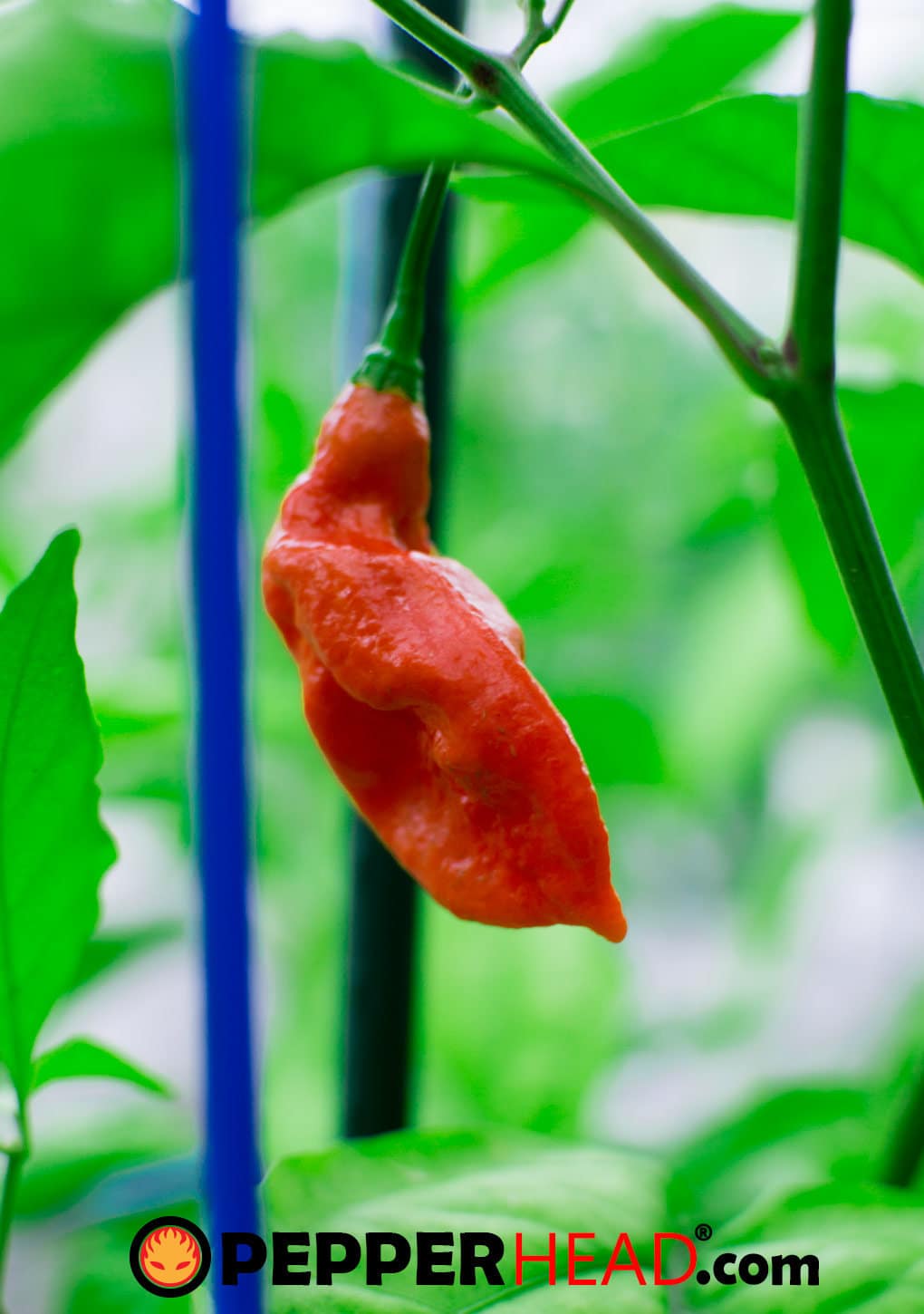Ghost Pepper (Bhut Jolokia) - Image 4