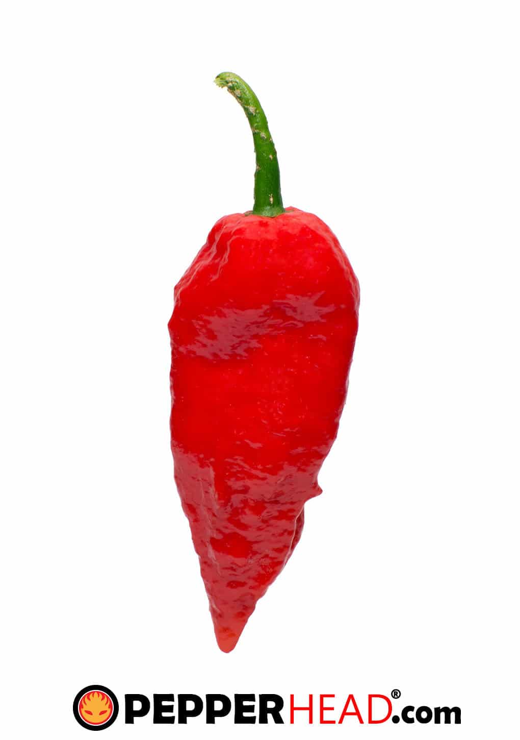 Ghost Pepper (Bhut Jolokia)