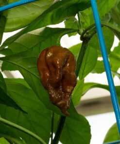 Alternative view of Chocolate Bhutlah