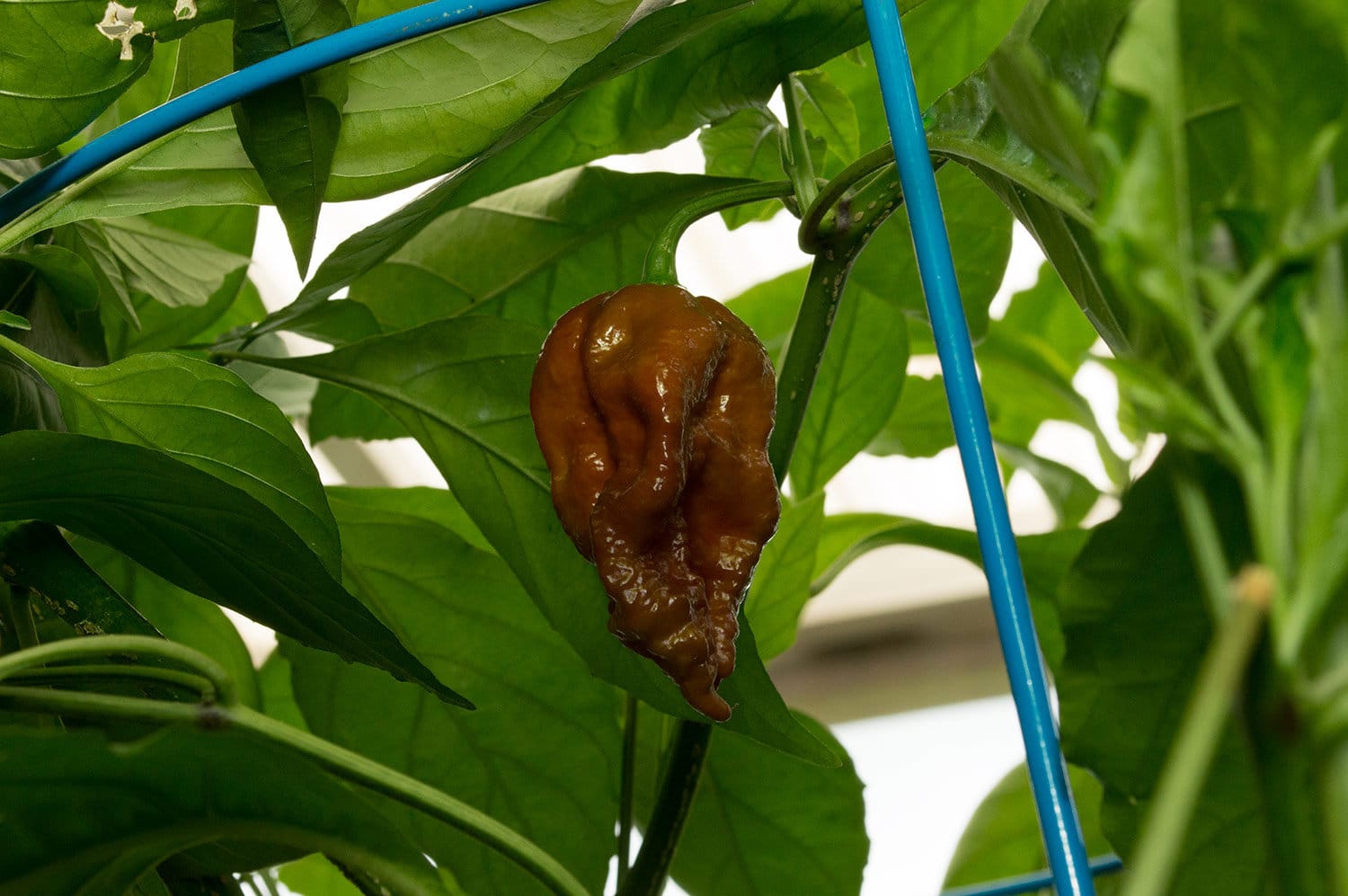 Chocolate Bhutlah - Image 2