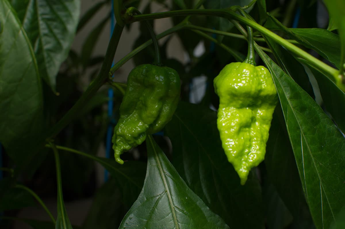 Chocolate Bhutlah - Image 3