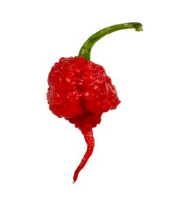 7 Pot Primo