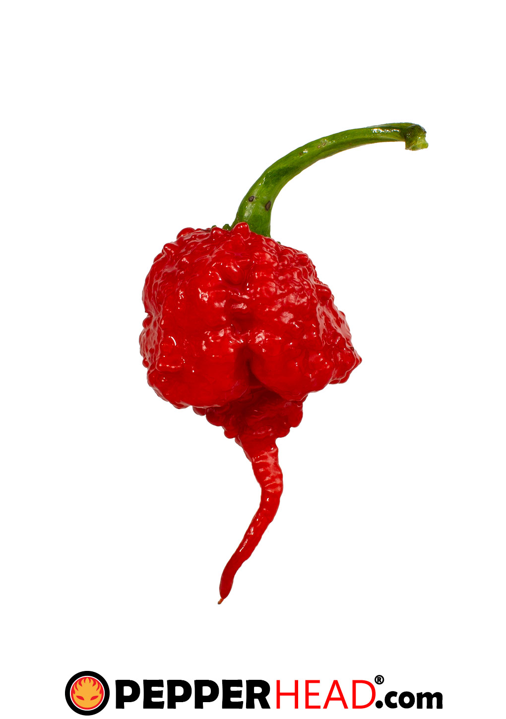 7 Pot Primo