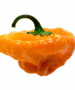 Scotch Bonnet