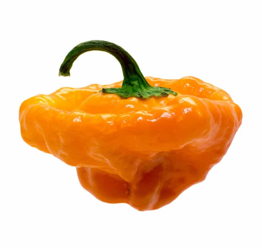 Scotch Bonnet