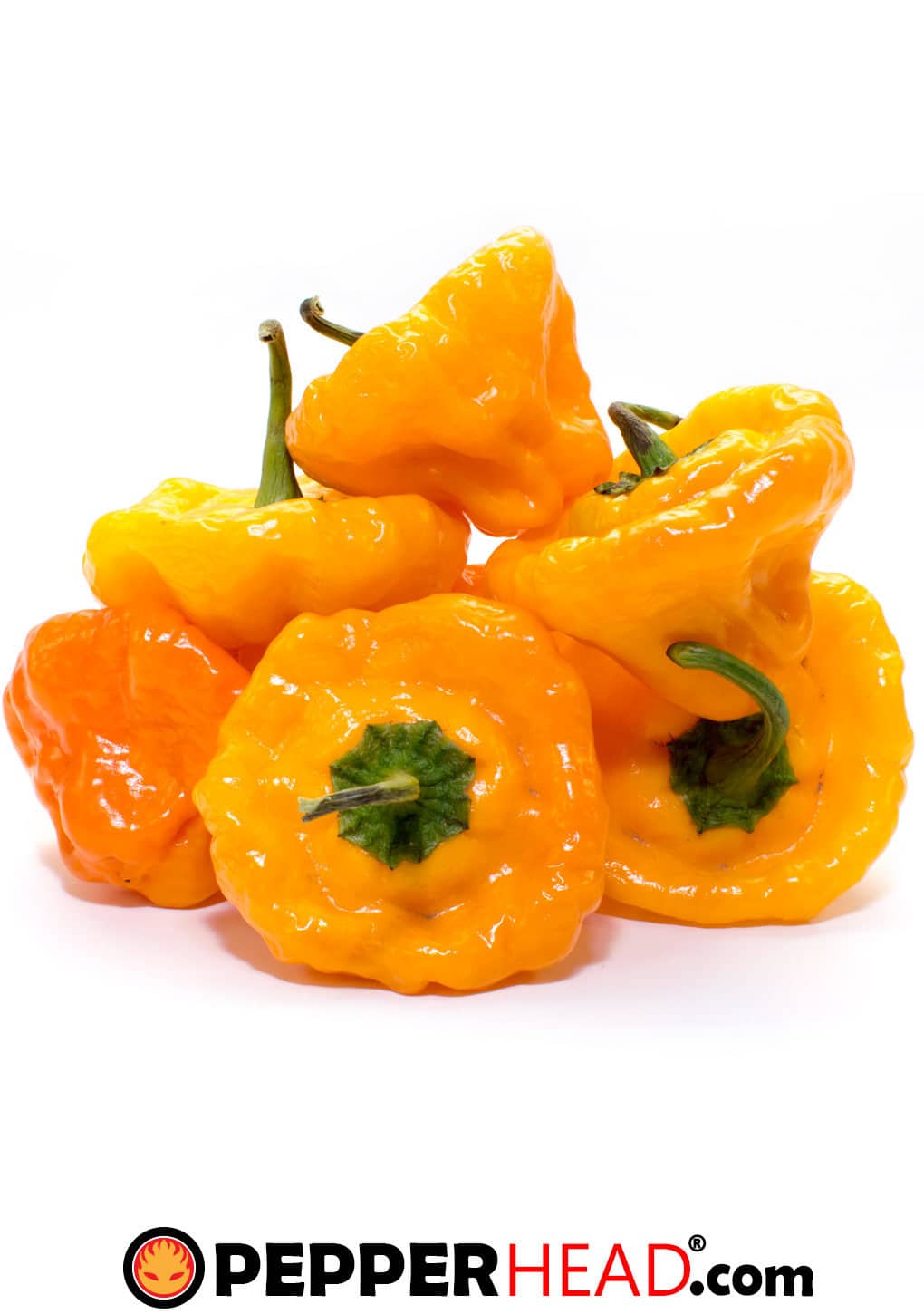 Scotch Bonnet - Image 2