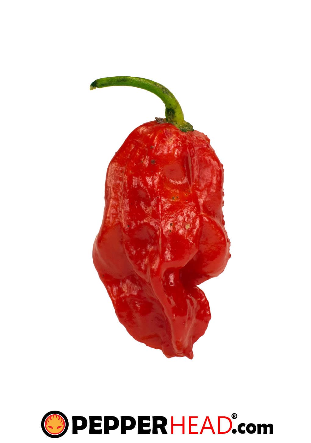 7 Pot Jonah