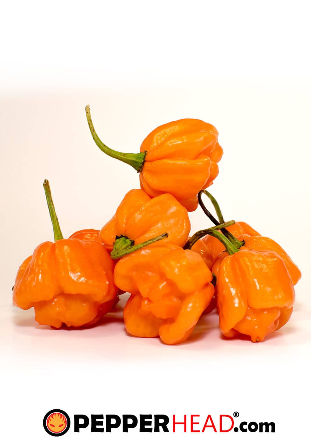 Bahamian Goat Pepper - Image 2
