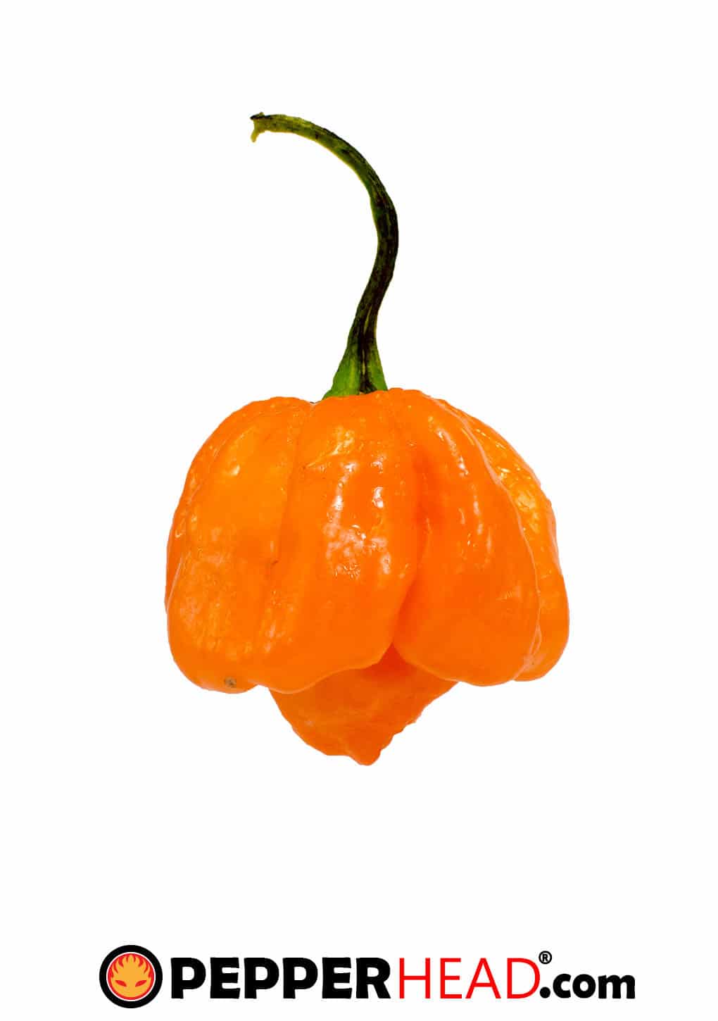Bahamian Goat Pepper