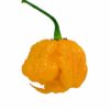 Yellow Carolina Reaper