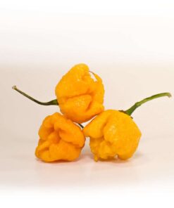 Alternative view of Yellow Carolina Reaper