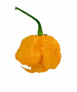 Yellow Carolina Reaper