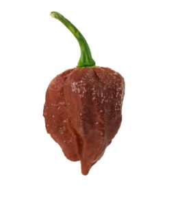Chocolate Naga Brain