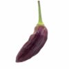 Purple Ghost Pepper