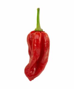 Alternative view of Purple Ghost Pepper