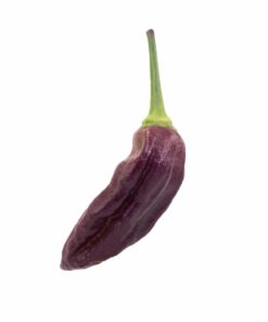 Purple Ghost Pepper