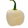 Giant White Habanero