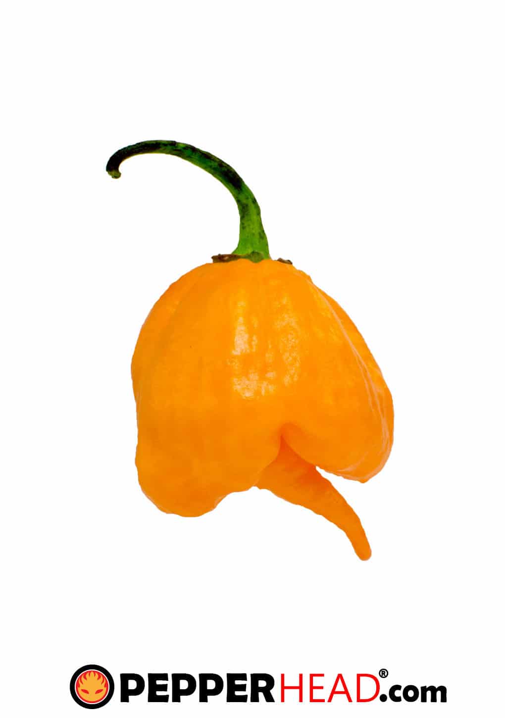 I Scream Scorpion - Image 2