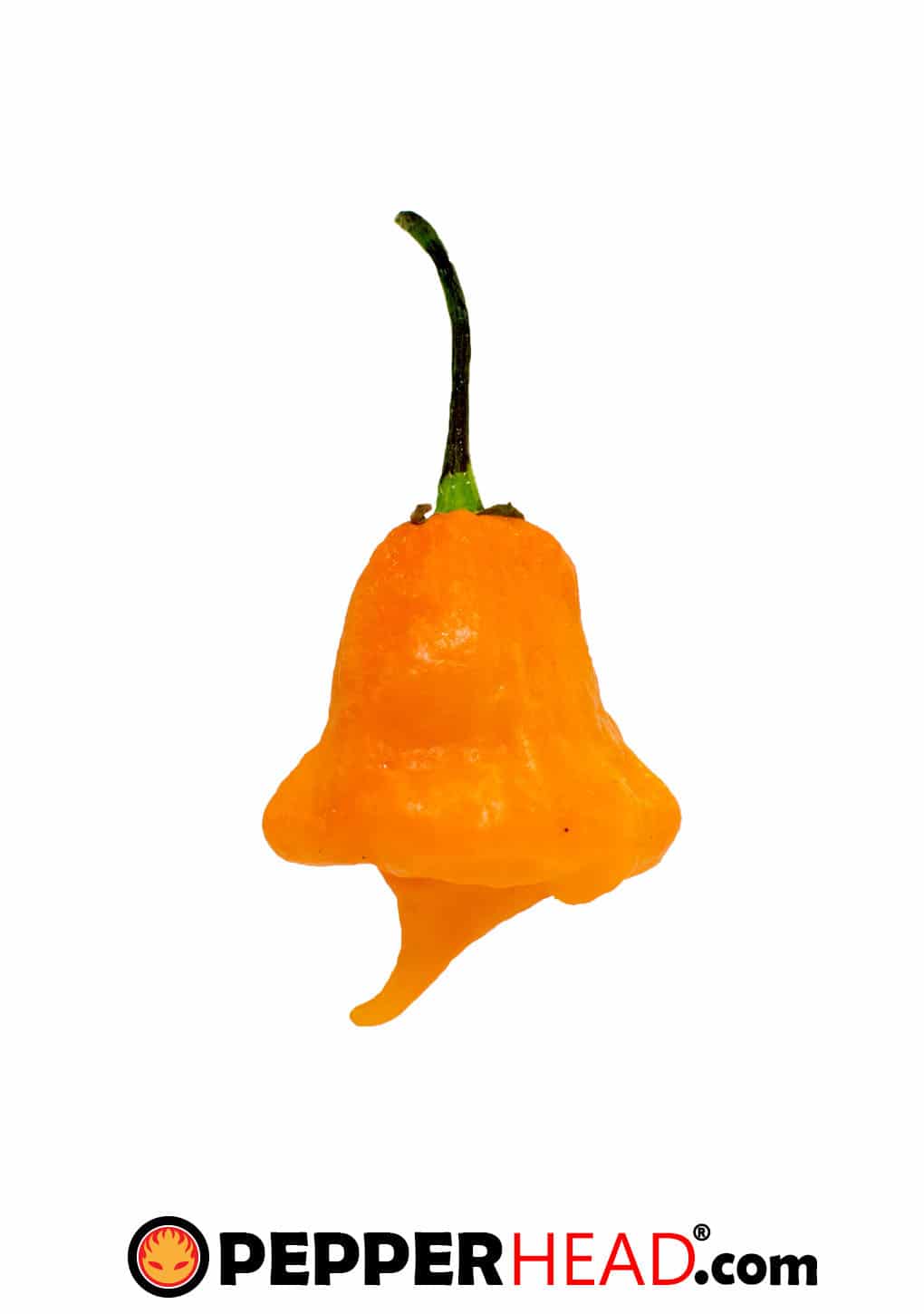 I Scream Scorpion