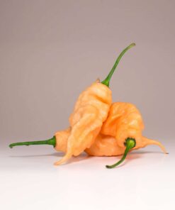 Alternative view of Jay's Peach Ghost Scorpion