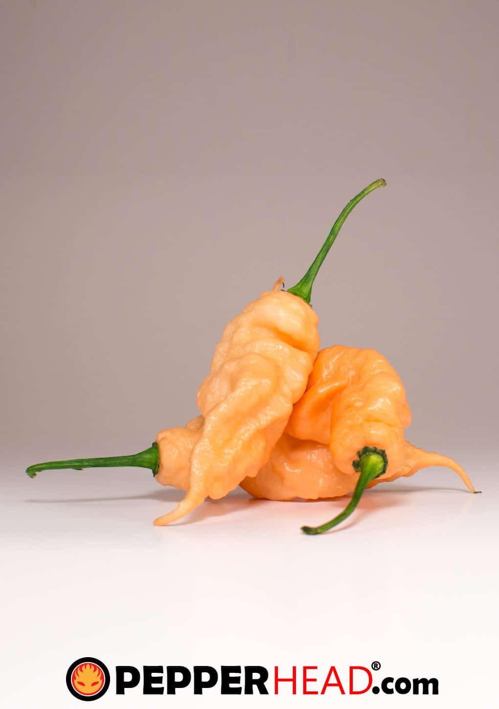 Jay's Peach Ghost Scorpion - Image 2
